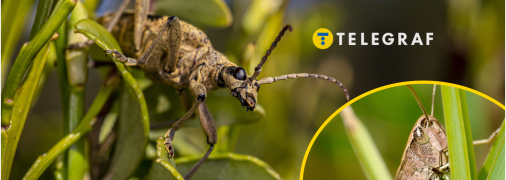 Сарану помітили у західних областях