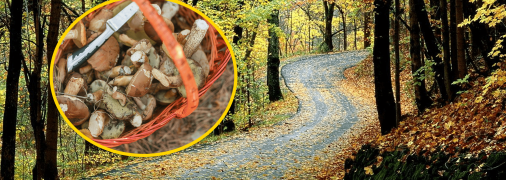 Триває час "грибного полювання"