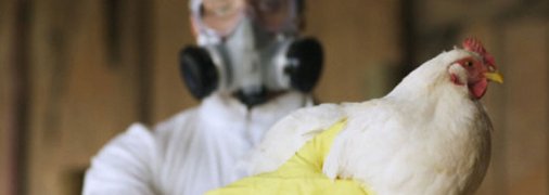 В Китае вспыхнул новый вирус, тяжело переносимый человеком: подробности