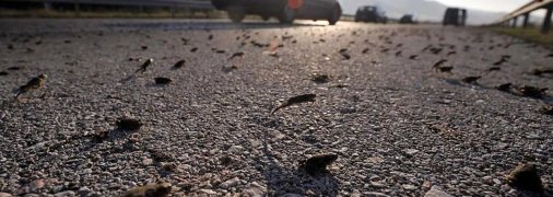 Жабы на дороге