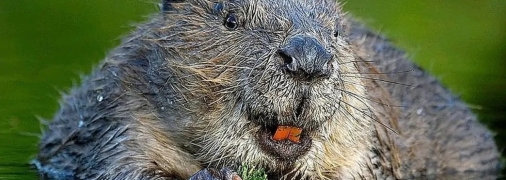 Как "петушки" спасли украинских бобров от уничтожения