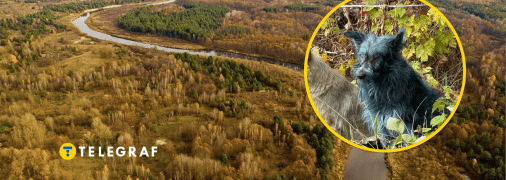 Собаки зони відчуження змінили колір