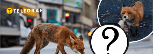 Почему лисы приходят в города к людям