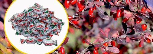 Ілюстративне фото