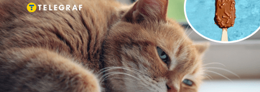 Колаж "Телеграфу"