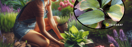 10 багаторічних рослин, які не слід садити разом – та чому