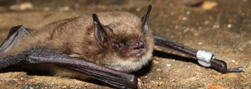 на снимке Рыжая вечерница