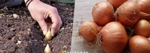 Когда сажать лук