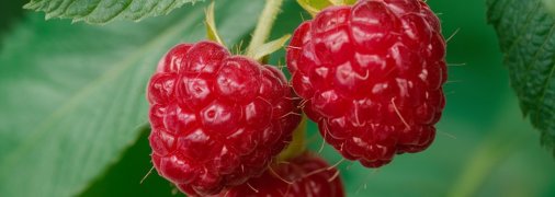 Малина вимагає правильного догляду (зображення створено за допомогою ШІ)