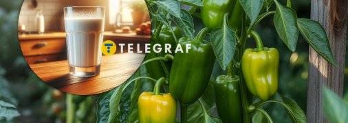 Перець дасть рясний урожай