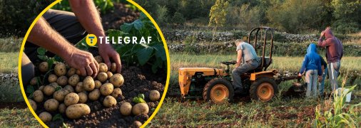 Кінець літа - початок осені - час коли українці копають картоплю