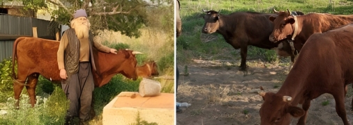 Дед Володя с коровами