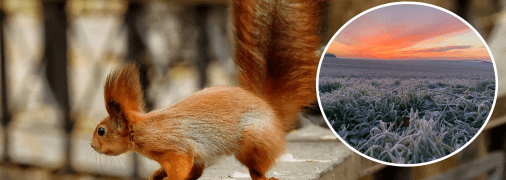 Белочка в Киеве