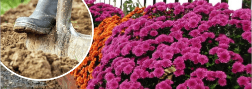 Як підкопувати квіти