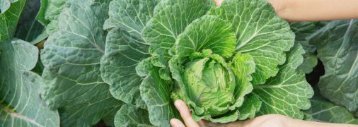 Капуста виросте великою та смачною