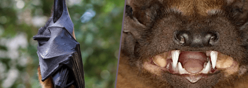Кажани можуть і вкусити, якщо відчують небезпеку