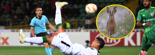 Заєць та матч "Ворскла" — "Спортінг"