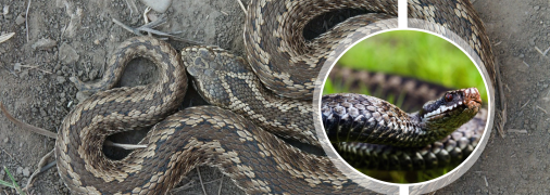 Степная гадюка раньше была распространена в Украине