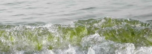 Море зелёное от водорослей: блогер сняла видео о Затоке Одесской области (фото, видео)