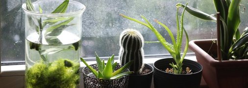 Эти комнатные цветы привлекут в дом счастье и укрепят вашу энергетику