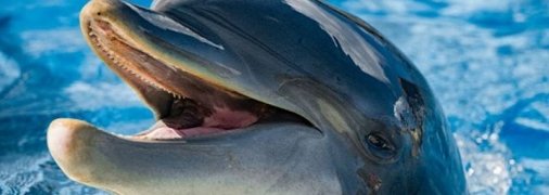 Припливли прямо на пляж: дельфіни порадували українських відпочивальників в Одесі (відео)