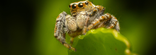 Які нові види павуків є в Україні