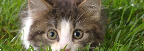 Украину уже вот-вот ждет тепло до +24°C: где и когда ждать таких температур