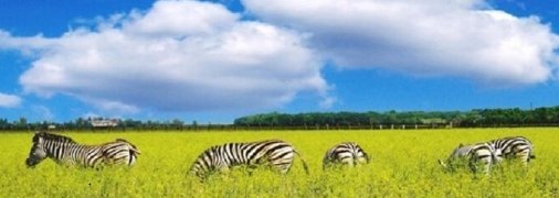 Сьогодення легендарного заповідника: що роблять туристи в "Асканії-Новій", хто годує тварин та де подівся науковий архів