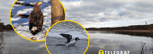 Рідкісні птахи в Україні