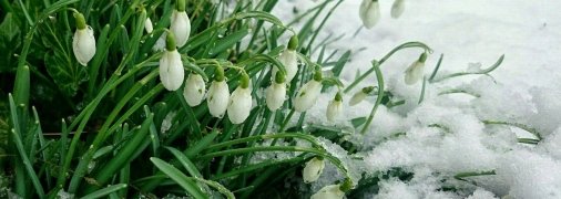 Подснежники