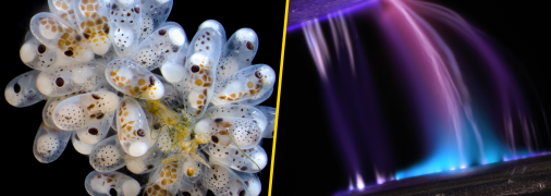 Яйца осьминога и не только: как конкурс Nikon Small World открывает новые горизонты (фото)