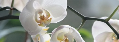 Орхидея отцвела, что делать дальше в домашних условиях