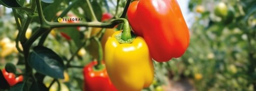 Важливо не нашкодити рослині