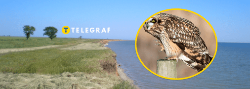 Рідкісна сова в "Тузливських лиманах"