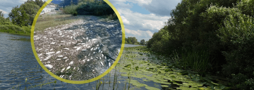 Джерело забруднення річки Сейм невідоме