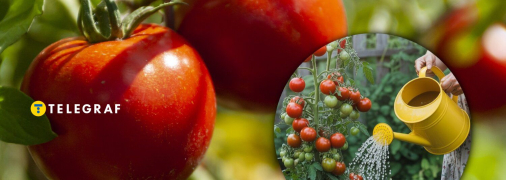 Томати треба підгодовувати грамотно