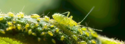 Тля может уничтожить растения на огороде и в саду (изображение создано с помощью ИИ)