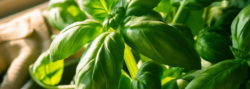 Базилик – очень ароматное и полезное растение (изображение создано с помощью ИИ)