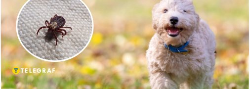 Як знайти кліща на собаці