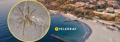 Еще один паук напугал одесситов: действительно ли он ядовит (фото)