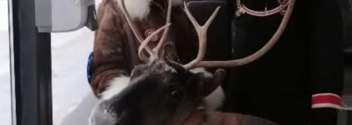 В Норильске олень катался на автобусе