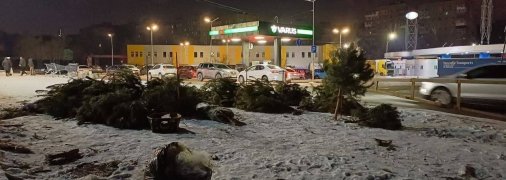 Кинуті ялинки в Дніпрі