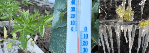 Заморозки в Украине