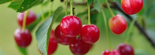 як захистити врожай ягід від птахів