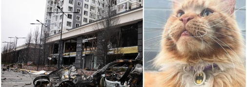 Мэйн-кун Макс за свою кошачью жизнь увидел больше, чем некоторые люди