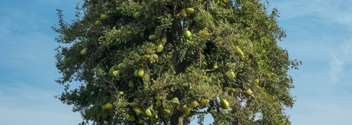 Груша может прекратить цвести из-за неправильного ухода (изображение создано с помощью ИИ)
