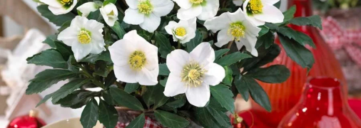 Вазони взимку потребують особливого догляду