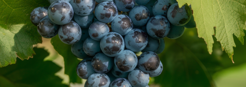 За виноградом нужно правильно ухаживать (изображение создано с помощью ИИ)