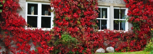 Какие растения опасны для дома