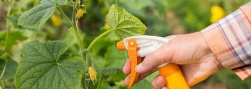 Подкормка огурцов в открытом грунте